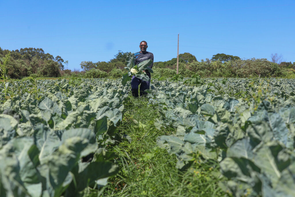 Produção rural no Distrito Federal ligada ao desempenho da agropecuária do DF. Foto: Divulgação/Emater-DF