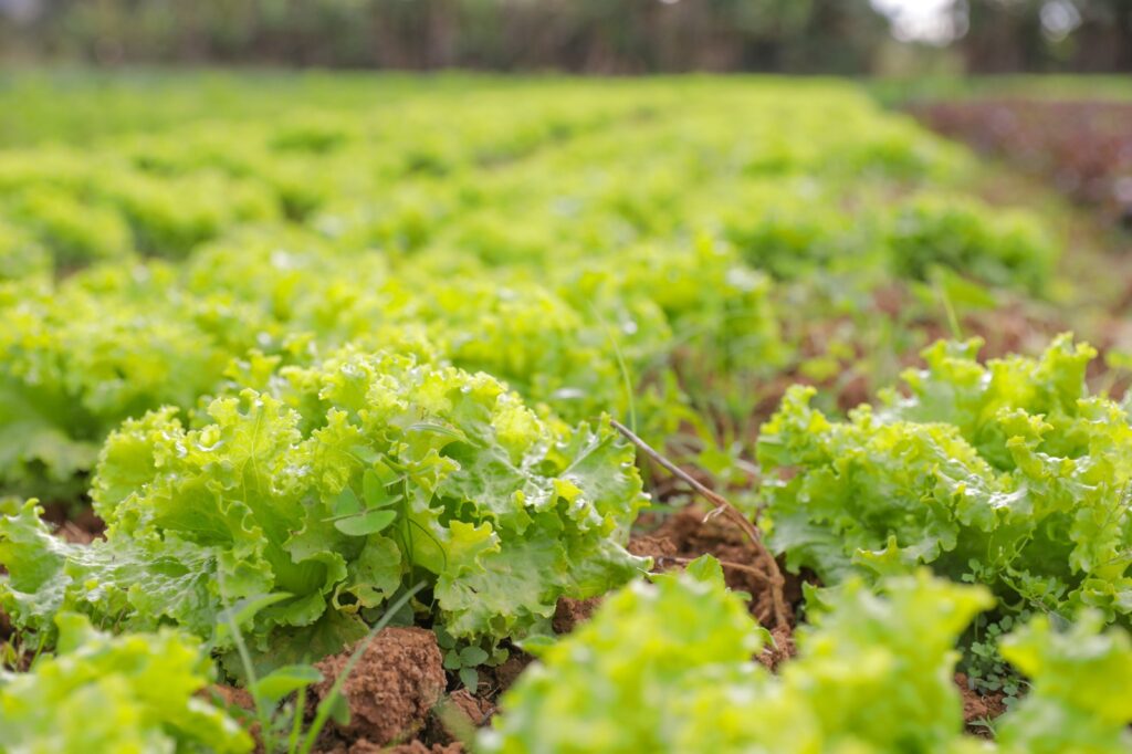 Alimentos produzidos pela agricultura familiar do Distrito Federal