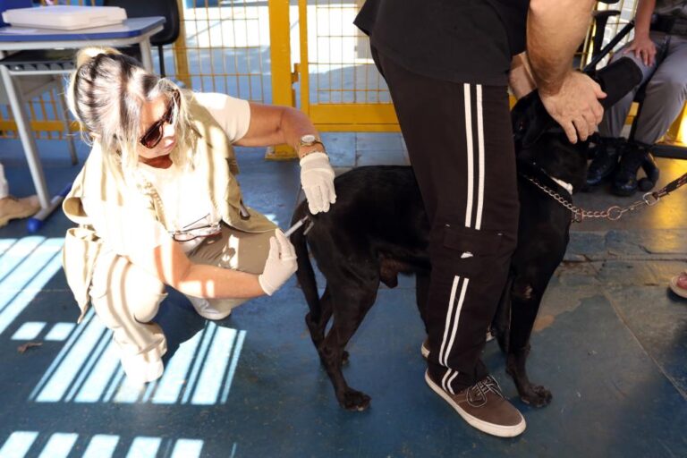Cão recebe vacina antirrábica em ponto fixo do Distrito Federal