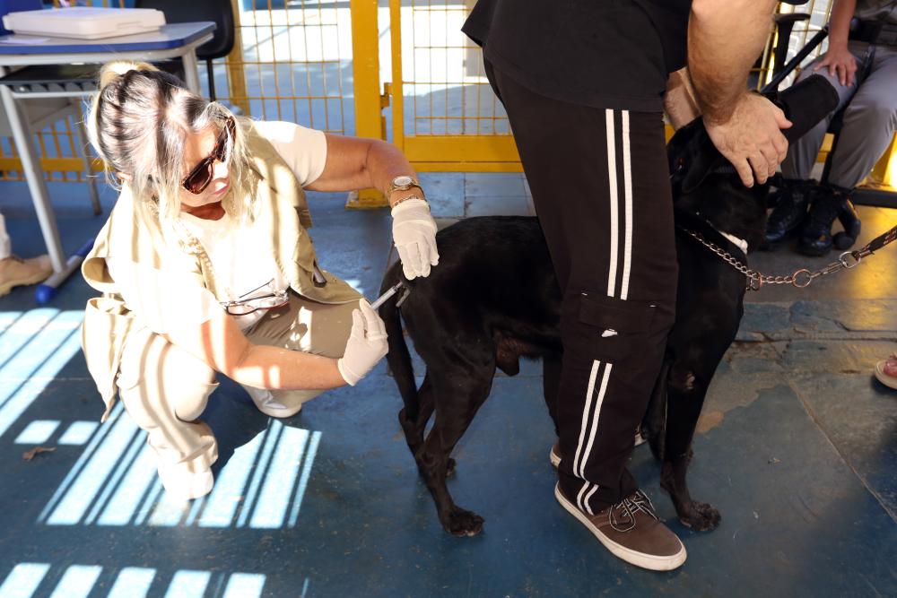 Cão recebe vacina antirrábica em ponto fixo do Distrito Federal